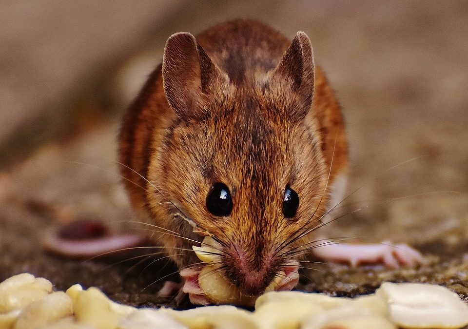 stop mice from getting indoors