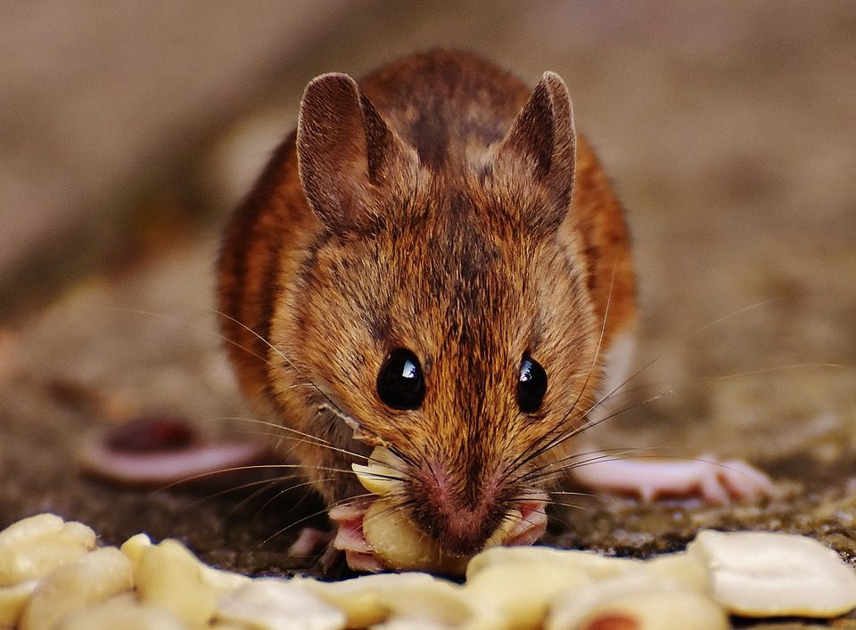 stop mice from getting indoors