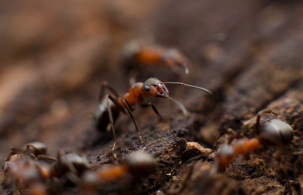 Ant Pest Control