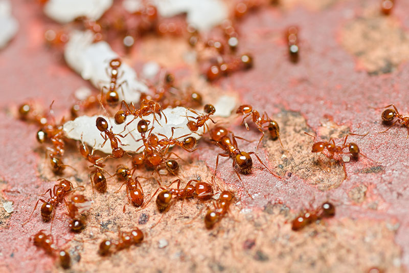 How to Control Ants During the Warmer Months - Bugstopper