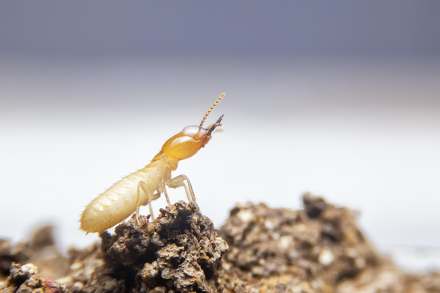 Termites and homes
